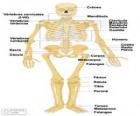 Скелет человека. Кости человеческого тела (Испанский)